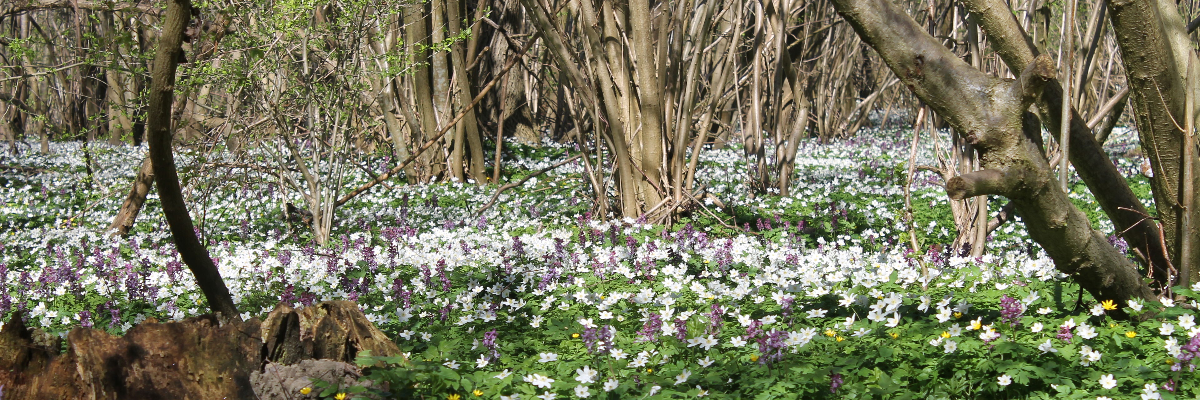 Boserup Skov en forårsdag med anemoner i skovbunden