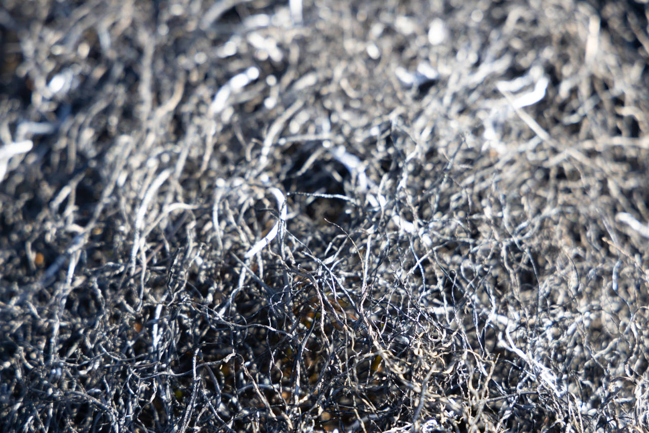 Forkullet græs efter afbrænding.