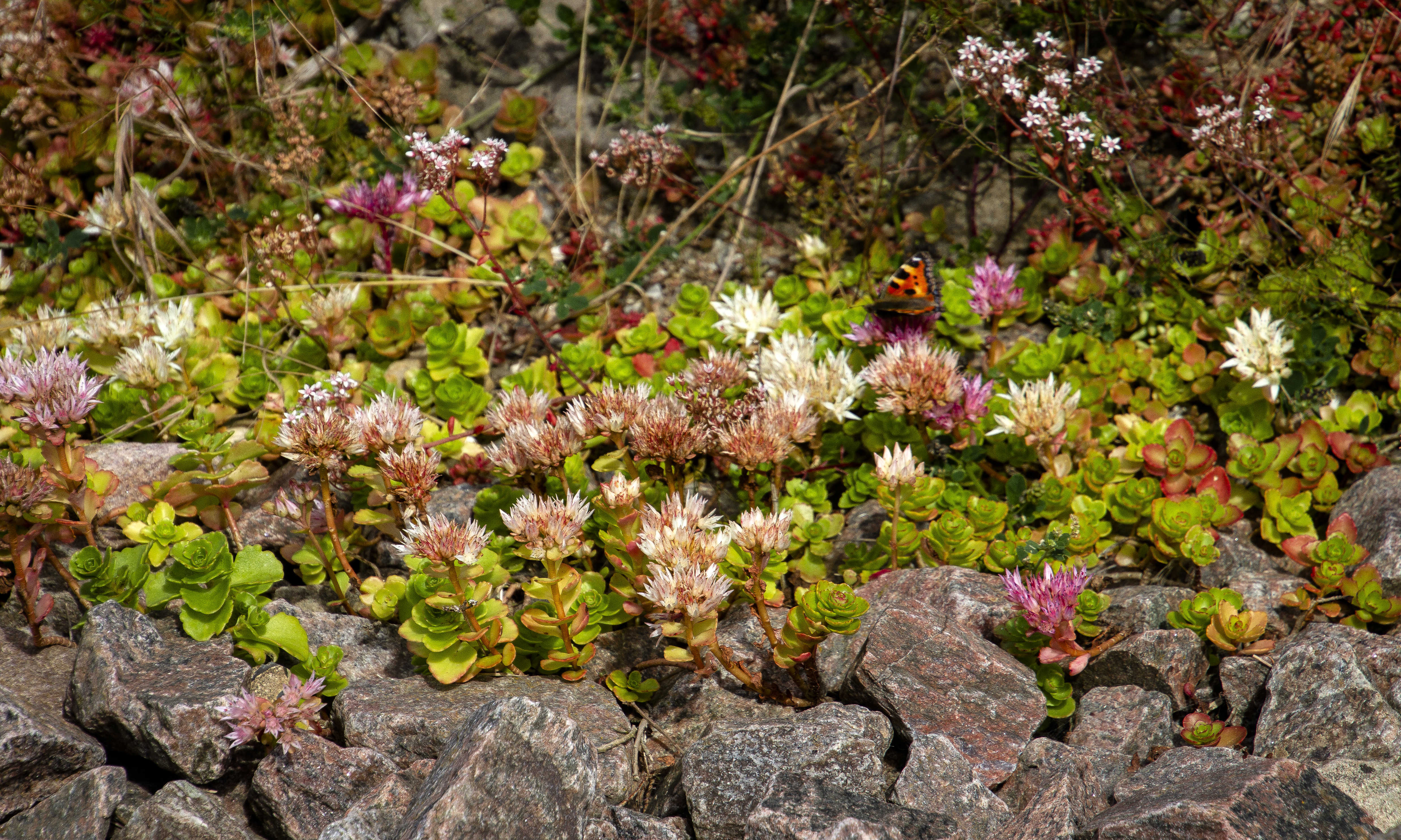 Sommerfugle spiser og får varmen på stenbedene i rundkørslen mellem Skrænten og Trekroner Parkvej.