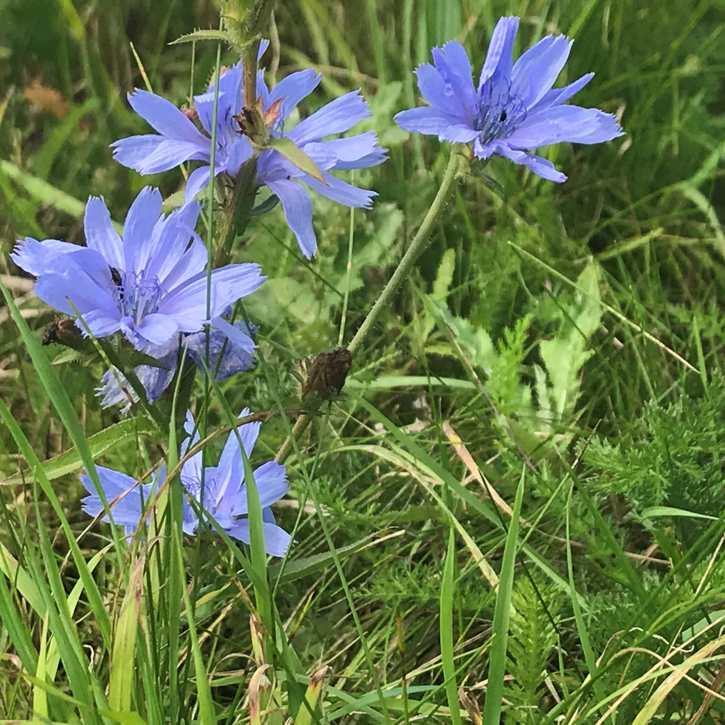 Cikorie.