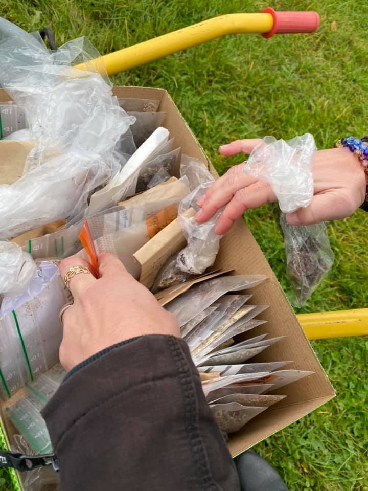 Frø 54 forskellige vilde blomsterarter