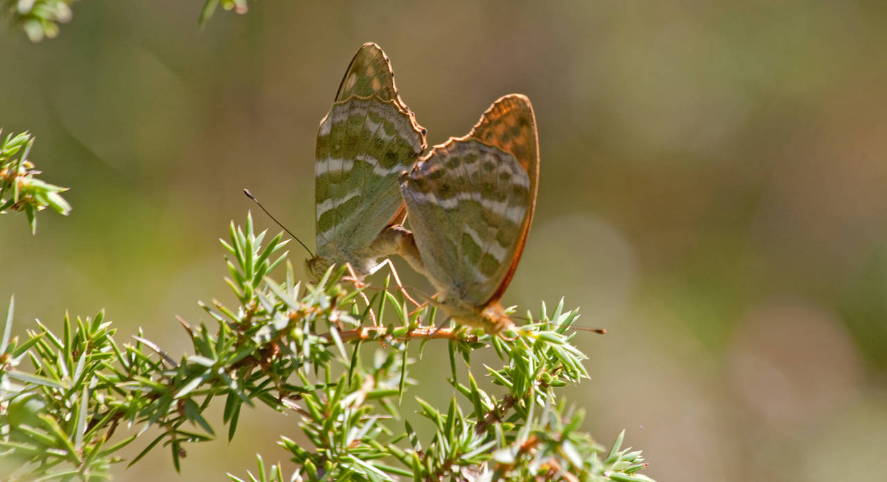 Stævningsskoven giver læ og lys til sommerfugle. Her ses to Kejserkåber der parrer sig.