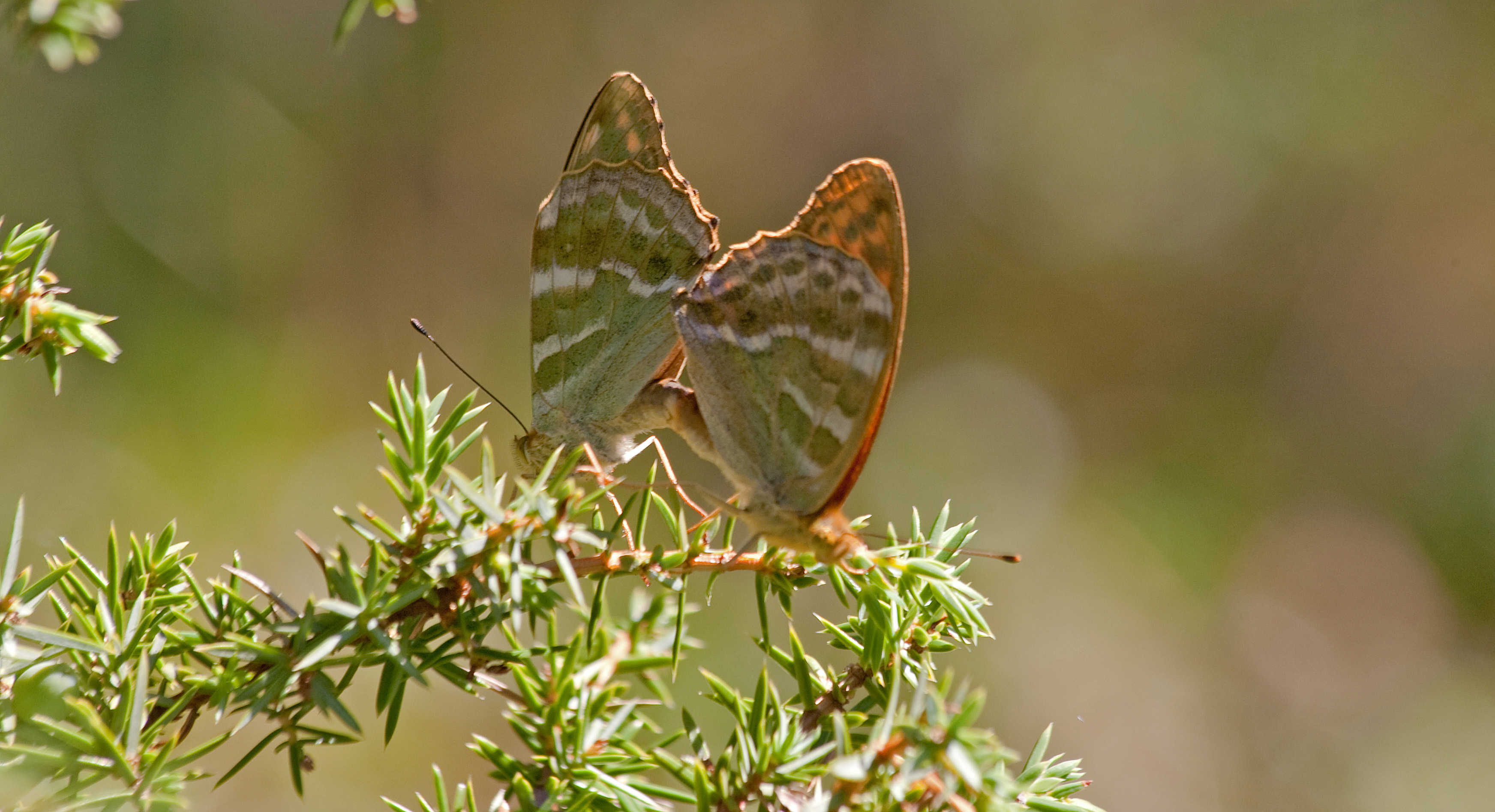 Stævningsskoven giver læ og lys til sommerfugle. Her ses to Kejserkåber der parrer sig.